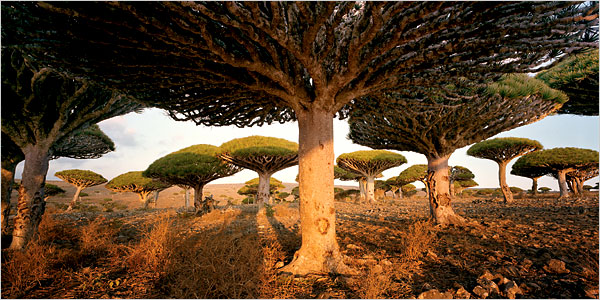 socotra